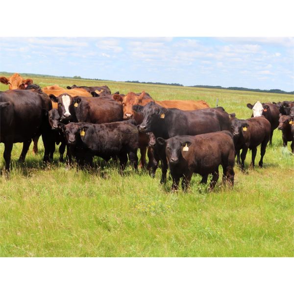 Rocky Meadows Ranch - 650# Steer Calves - 80 Head (Welwyn, SK)