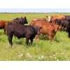 Image 2 : Rocky Meadows Ranch - 650# Steer Calves - 80 Head (Welwyn, SK)