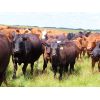 Image 3 : Rocky Meadows Ranch - 650# Steer Calves - 80 Head (Welwyn, SK)