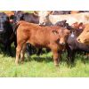 Image 4 : Rocky Meadows Ranch - 650# Steer Calves - 80 Head (Welwyn, SK)