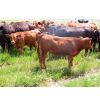Image 5 : Rocky Meadows Ranch - 650# Steer Calves - 80 Head (Welwyn, SK)