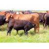 Image 6 : Rocky Meadows Ranch - 650# Steer Calves - 80 Head (Welwyn, SK)