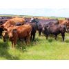 Image 7 : Rocky Meadows Ranch - 650# Steer Calves - 80 Head (Welwyn, SK)
