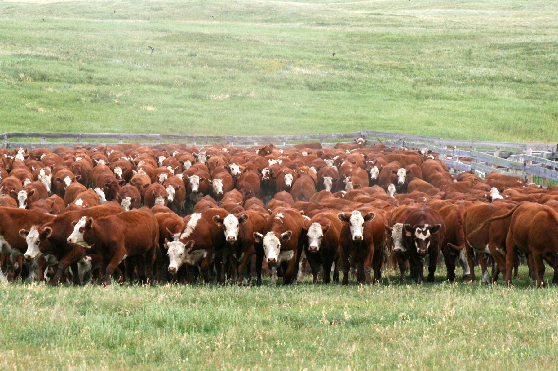 McIntyre Ranch - 925# Heifers - 275 Head (Magrath, AB) - Team Auction Sales