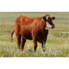 Image 6 : McIntyre Ranch - 925# Heifers - 275 Head (Magrath, AB)