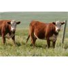 Image 7 : McIntyre Ranch - 925# Heifers - 275 Head (Magrath, AB)