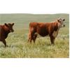 Image 8 : McIntyre Ranch - 925# Heifers - 275 Head (Magrath, AB)
