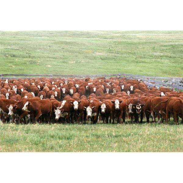 McIntyre Ranch - 925# Heifers - 275 Head (Magrath, AB)