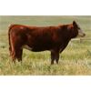 Image 4 : McIntyre Ranch - 925# Heifers - 275 Head (Magrath, AB)
