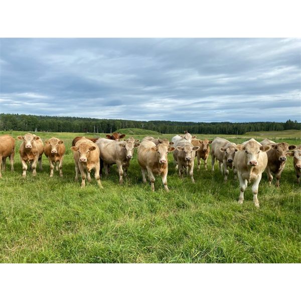 Andersen River Ranching - 1060# Steers - 95 Head (Drayton Valley, AB)