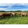Image 7 : Andersen River Ranching - 1060# Steers - 95 Head (Drayton Valley, AB)