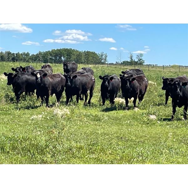 7C Ranch - 1075# Steers - 58 Head (Marwayne, AB)