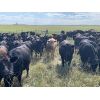 Image 10 : RJ Bart Stock Corp. - 1000# Heifers - 412 Head (High River, AB)