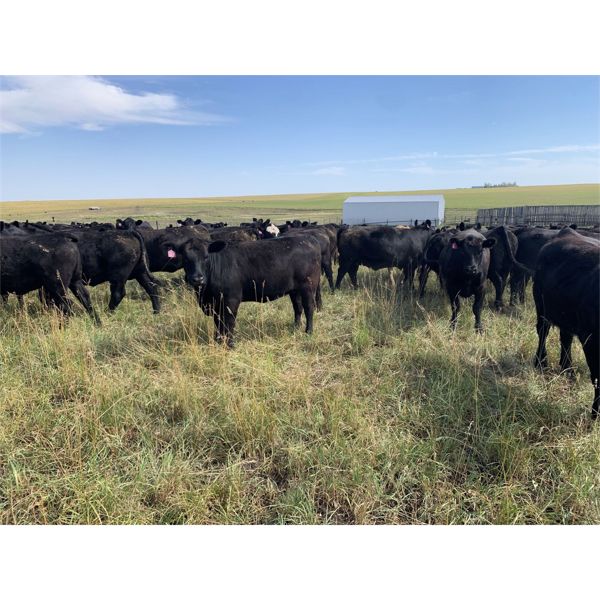 RJ Bart Stock Corp. - 1000# Heifers - 412 Head (High River, AB)