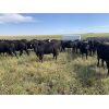 Image 1 : RJ Bart Stock Corp. - 900# Heifers - 70 Head (High River, AB)