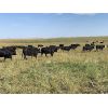 Image 6 : RJ Bart Stock Corp. - 900# Heifers - 70 Head (High River, AB)