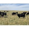 Image 7 : RJ Bart Stock Corp. - 900# Heifers - 70 Head (High River, AB)