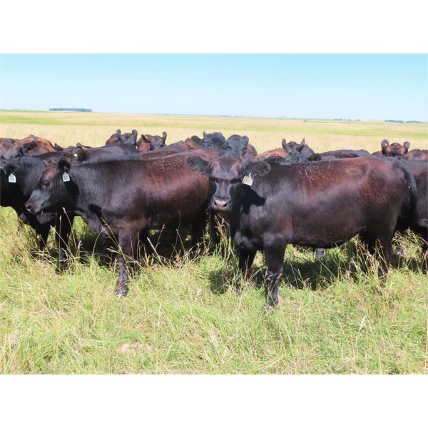 Dave Herauf - 930# Heifers - 38 Head (Sedley, SK)