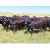 Image 1 : Dave Herauf - 930# Heifers - 38 Head (Sedley, SK)