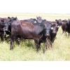 Image 6 : Dave Herauf - 930# Heifers - 38 Head (Sedley, SK)