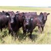 Image 7 : Dave Herauf - 930# Heifers - 38 Head (Sedley, SK)