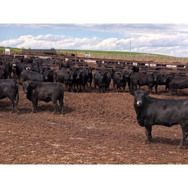 O.B. Holdings - 1000# Heifers - 189 Head (Marwayne, AB)