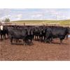 Image 2 : O.B. Holdings - 1000# Heifers - 189 Head (Marwayne, AB)