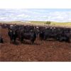 Image 4 : O.B. Holdings - 1000# Heifers - 189 Head (Marwayne, AB)