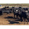 Image 5 : O.B. Holdings - 1000# Heifers - 189 Head (Marwayne, AB)