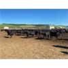Image 7 : O.B. Holdings - 1000# Heifers - 189 Head (Marwayne, AB)