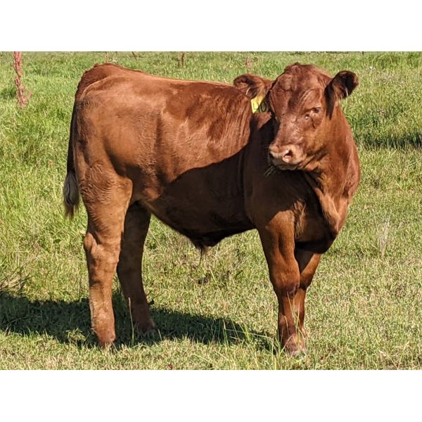 Erskine Farming Co. - 780# Steer Calves - 80 Head (Erskine, AB)