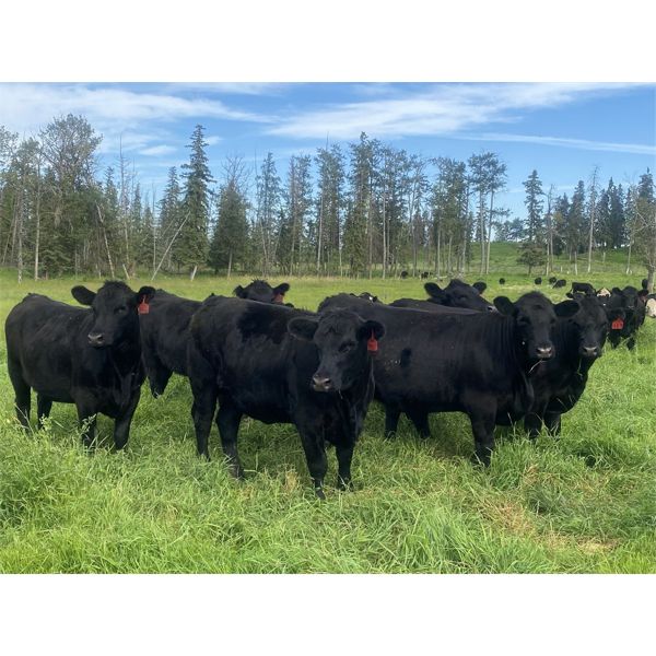 Rafter 17 Ranching - 1025# Heifers - 62 Head (Eckville, AB)