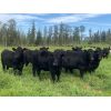 Image 1 : Rafter 17 Ranching - 1025# Heifers - 62 Head (Eckville, AB)