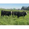 Image 2 : Rafter 17 Ranching - 1025# Heifers - 62 Head (Eckville, AB)