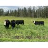 Image 4 : Rafter 17 Ranching - 1025# Heifers - 62 Head (Eckville, AB)