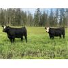 Image 5 : Rafter 17 Ranching - 1025# Heifers - 62 Head (Eckville, AB)
