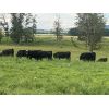 Image 6 : Rafter 17 Ranching - 1025# Heifers - 62 Head (Eckville, AB)