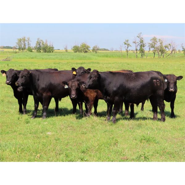 Taylor Enterprises Inc. - 1025# Steers - 60 Head (Wawota, SK)