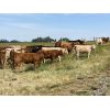 Image 3 : U8 Farming - 970# Heifers - 90 Head (Irricana, AB)