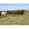 Image 4 : U8 Farming - 970# Heifers - 90 Head (Irricana, AB)