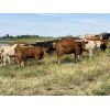 Image 5 : U8 Farming - 970# Heifers - 90 Head (Irricana, AB)
