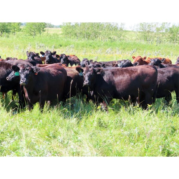 Little Rainbow Ranch - 975# Heifers - 125 Head (Moosomin, SK)