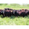 Image 1 : Little Rainbow Ranch - 975# Heifers - 125 Head (Moosomin, SK)