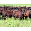 Image 2 : Little Rainbow Ranch - 975# Heifers - 125 Head (Moosomin, SK)