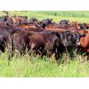 Image 3 : Little Rainbow Ranch - 975# Heifers - 125 Head (Moosomin, SK)