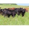 Image 2 : Little Rainbow Ranch - 875# Heifers - 140 Head (Moosomin, SK)