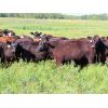 Image 3 : Little Rainbow Ranch - 875# Heifers - 140 Head (Moosomin, SK)