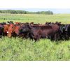 Image 4 : Little Rainbow Ranch - 875# Heifers - 140 Head (Moosomin, SK)