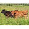 Image 5 : Little Rainbow Ranch - 875# Heifers - 140 Head (Moosomin, SK)