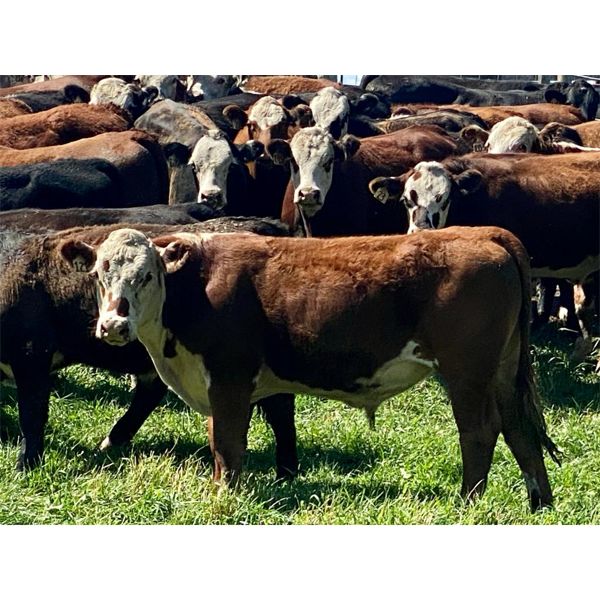 43 Ranch Ltd. - 840# Steers - 72 Head (Sundre, AB)